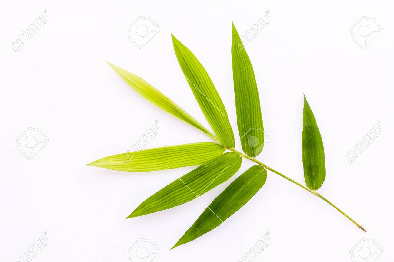fresh bamboo leaves border