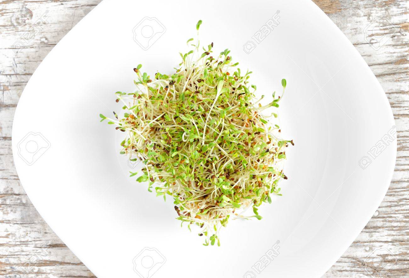 白プレート トップ ビューでアルファルファの芽もの野菜種子 の写真素材 画像素材 Image