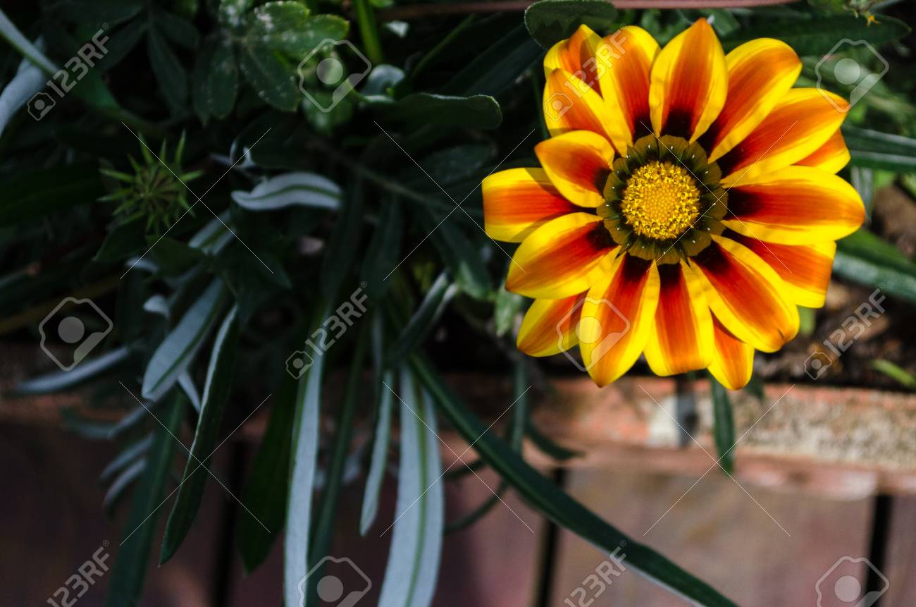 etiam-dictum-ipsum-a-felis