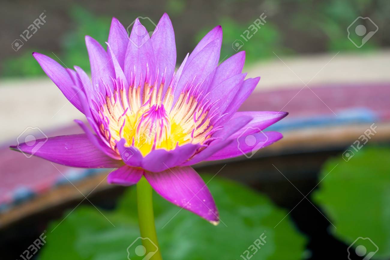 lotus blossom it beauty