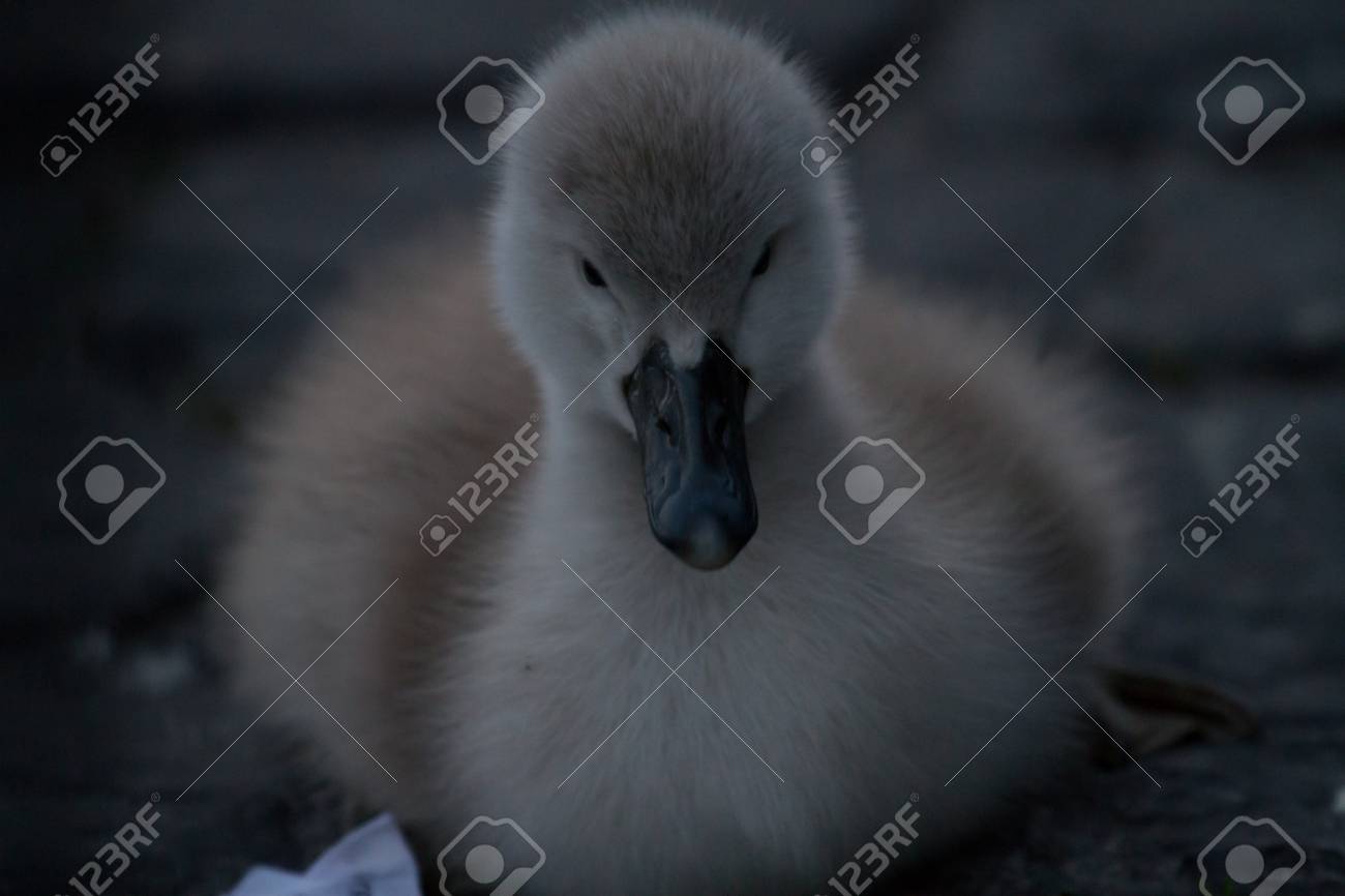 etiam-dictum-ipsum-a-felis