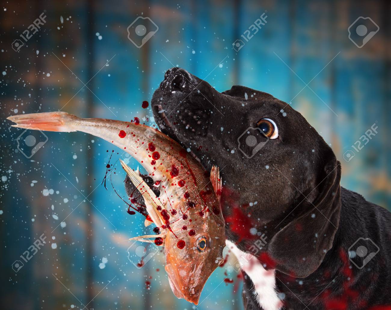 dog ate raw fish