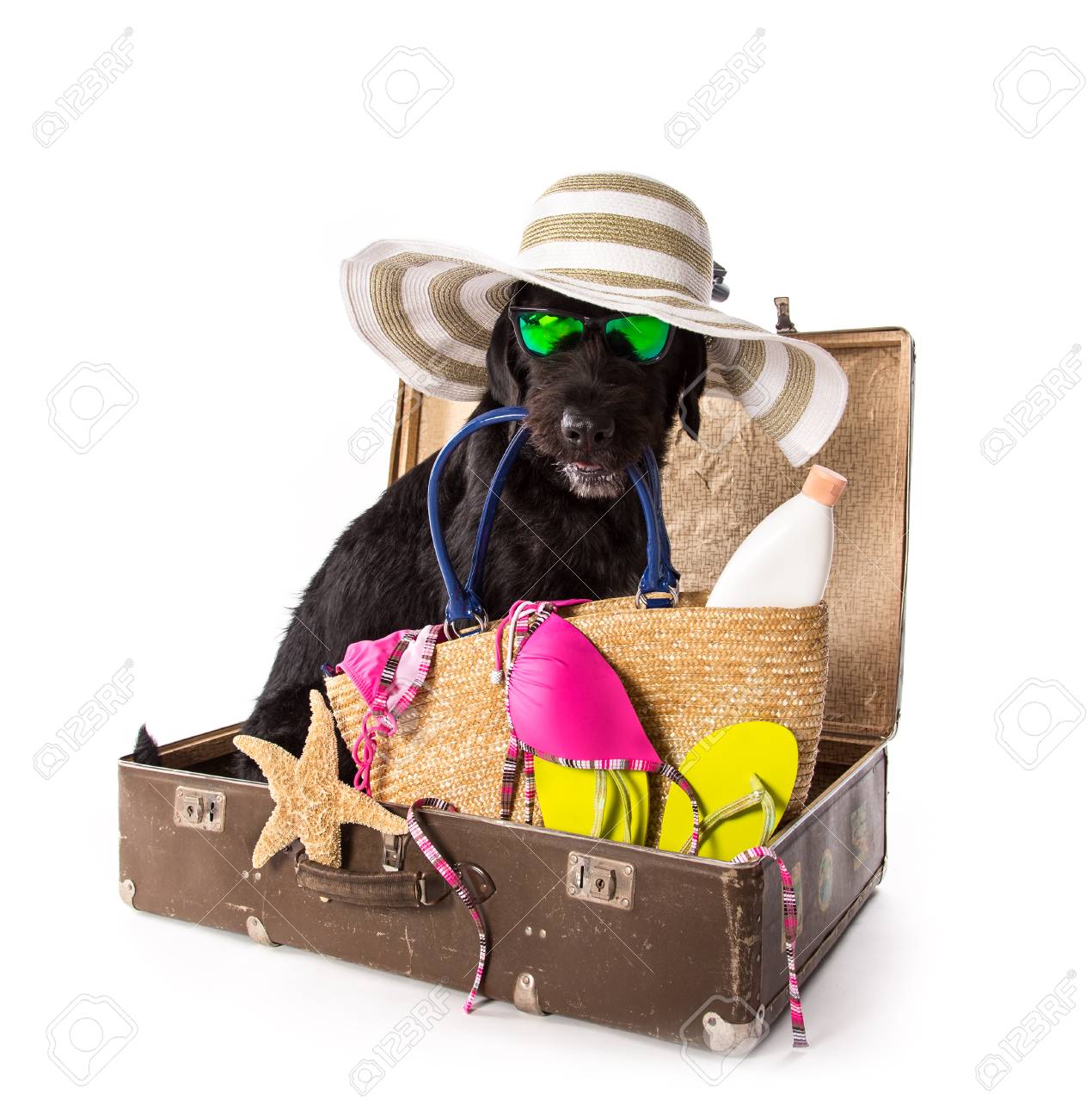 dog beach accessories