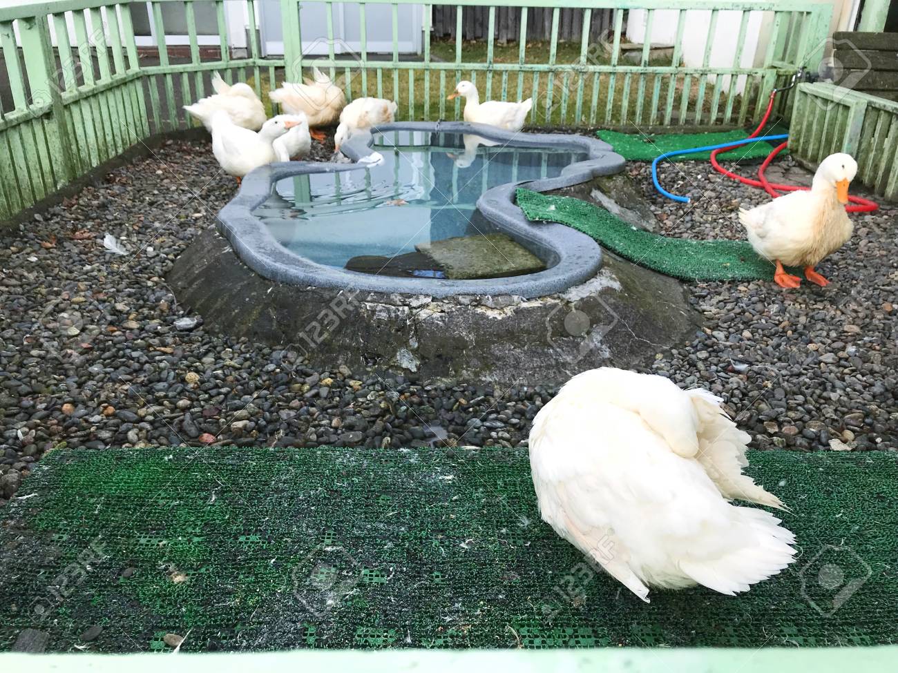 White Duck Waiting In The Open Door Pen For Making A Show Noboribetsu Hokkaido Japan Stock Photo Picture And Royalty Free Image Image 93264189
