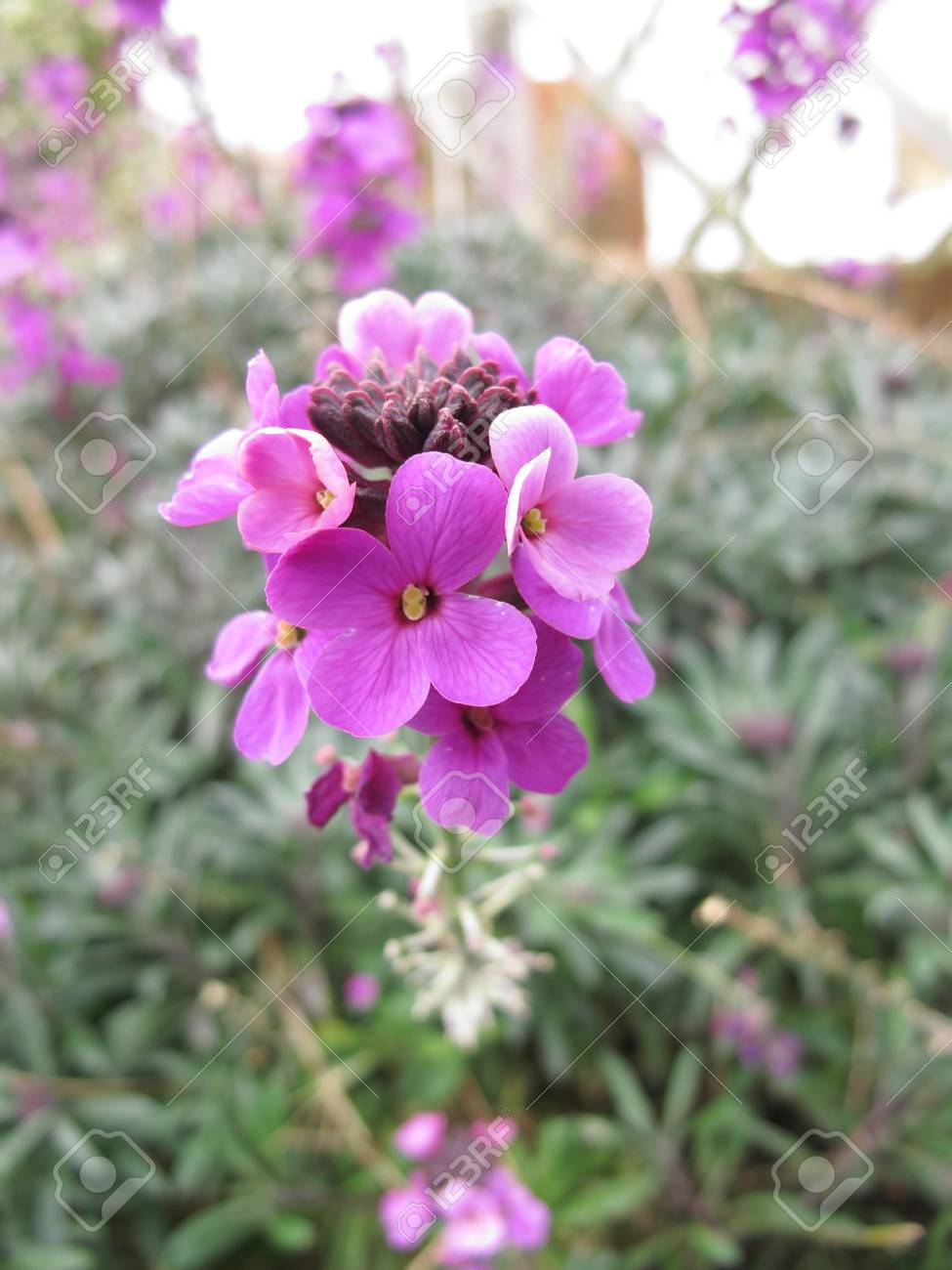 Das Schone Lila Gartenblume Erysimum Lizenzfreie Fotos Bilder Und Stock Fotografie Image