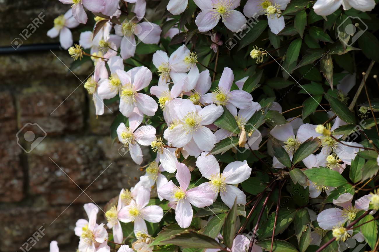 美しいつる性植物クレマチス モンタナ の写真素材 画像素材 Image 美しいつる性植物クレマチス モンタナ の写真素材 画像素材 Image