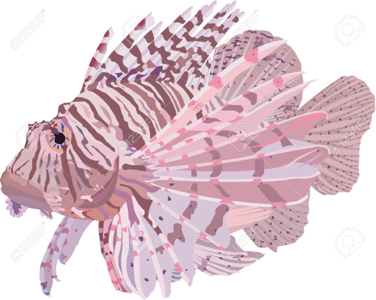 ミノカサゴのイラスト素材・ベクター Image 523258