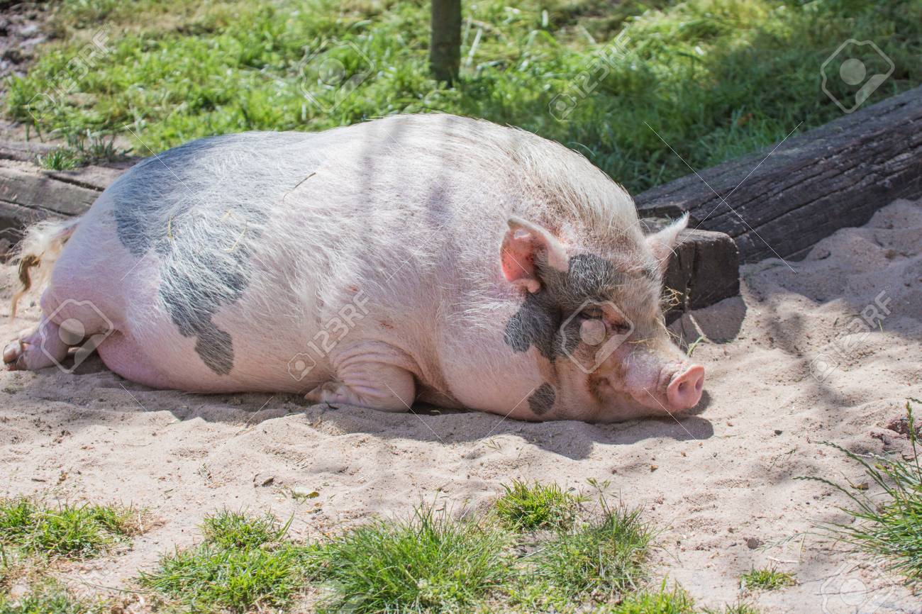 etiam-dictum-ipsum-a-felis