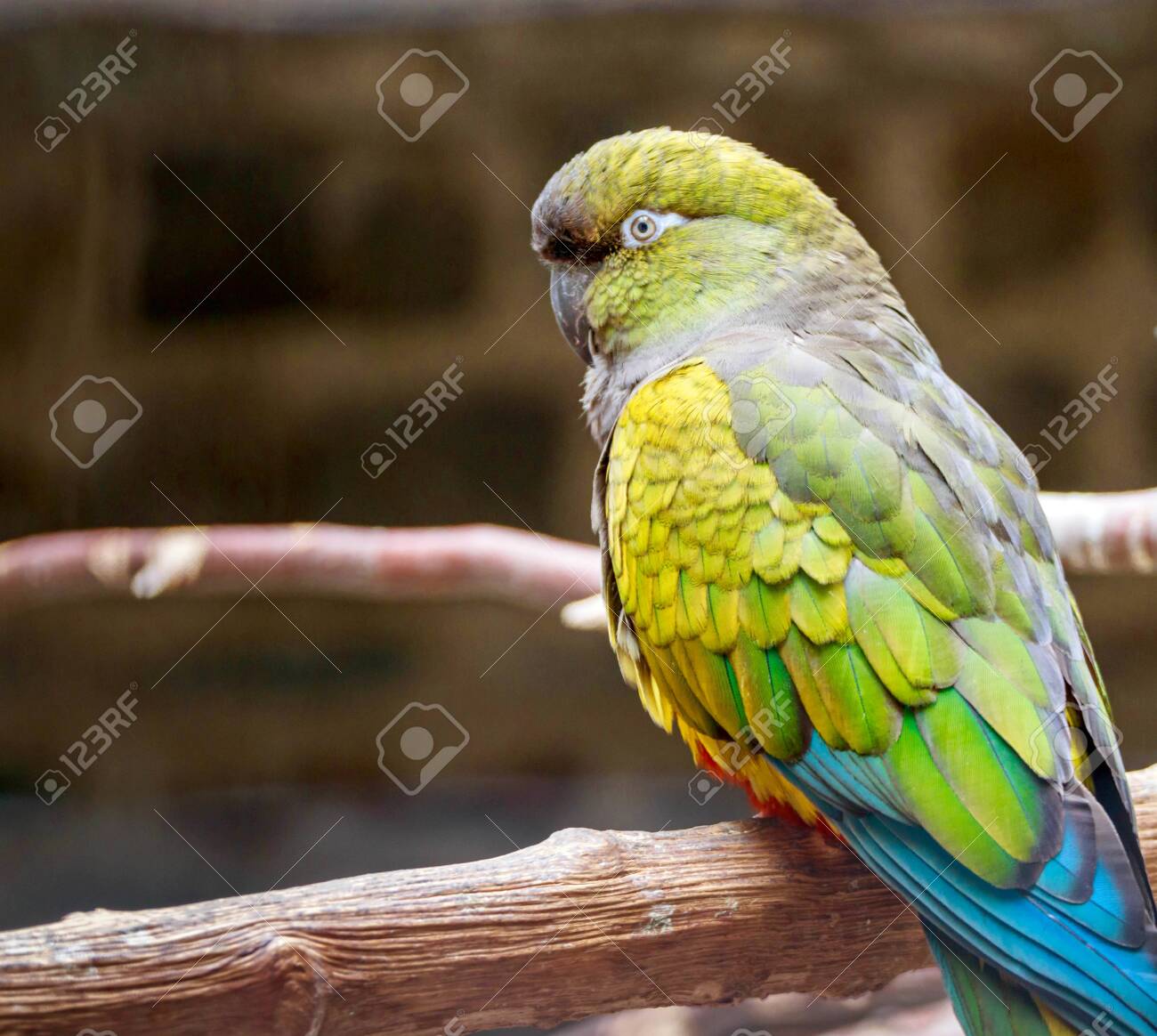 etiam-dictum-ipsum-a-felis