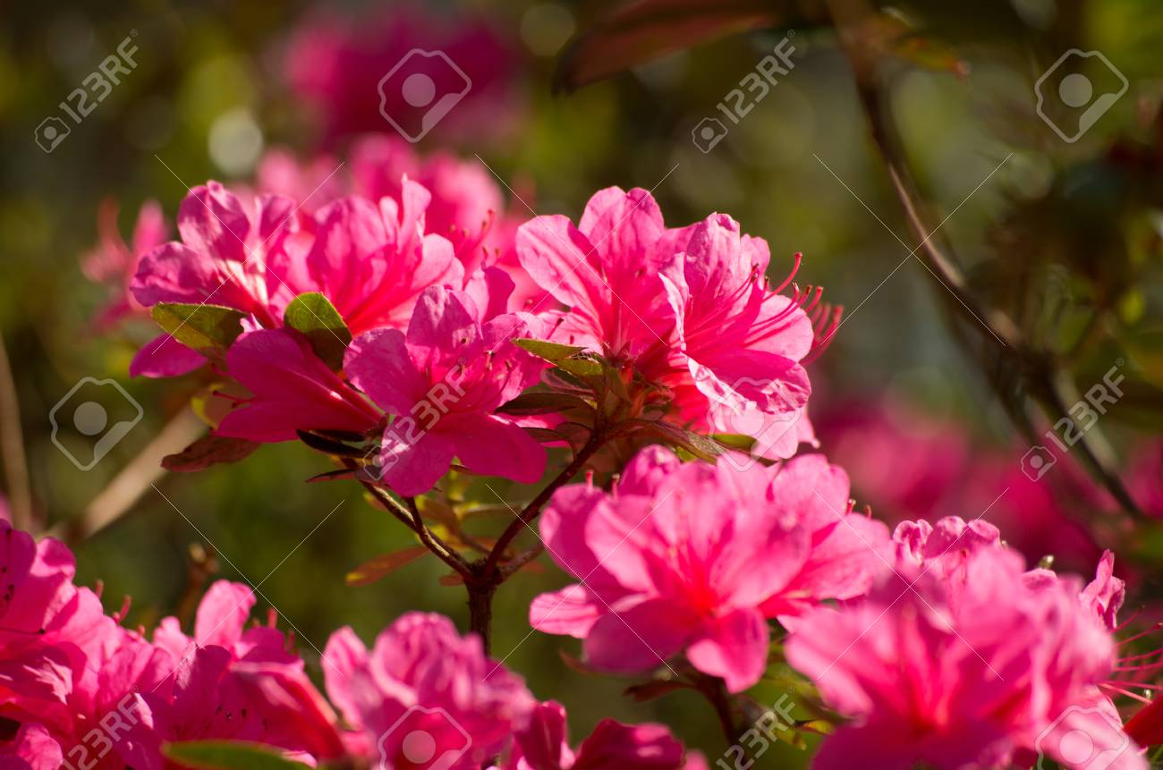 公園 キューケンホフ オランダ のピンクのツツジの開花 の写真素材 画像素材 Image