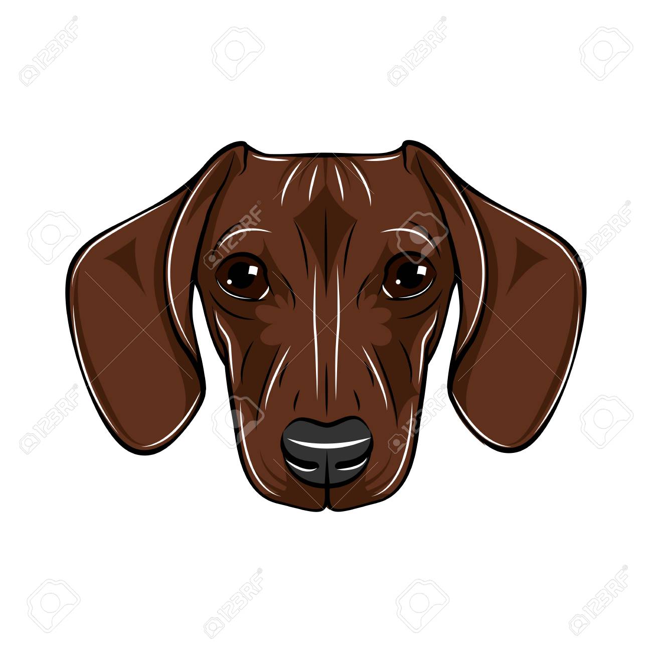 Vector Illustrated Portrait Of Dachshund Dog Cute Short Haired