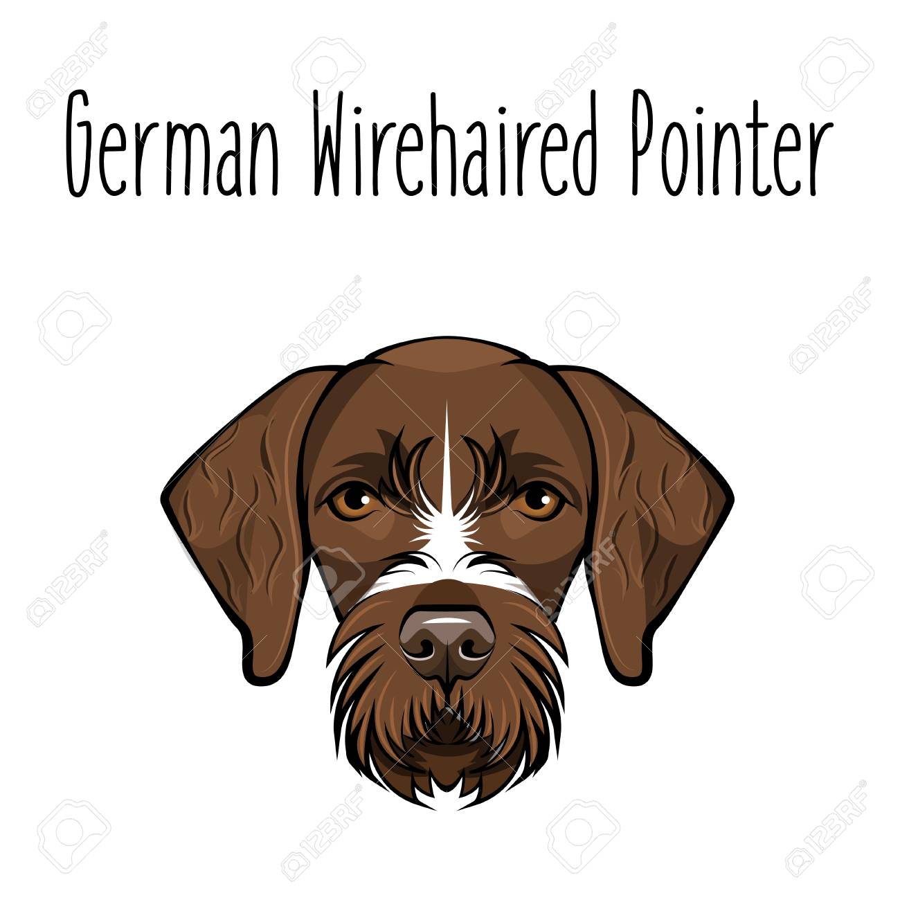 German Wirehaired Pointer Dog Breed Brown Face Of Hunting Dog