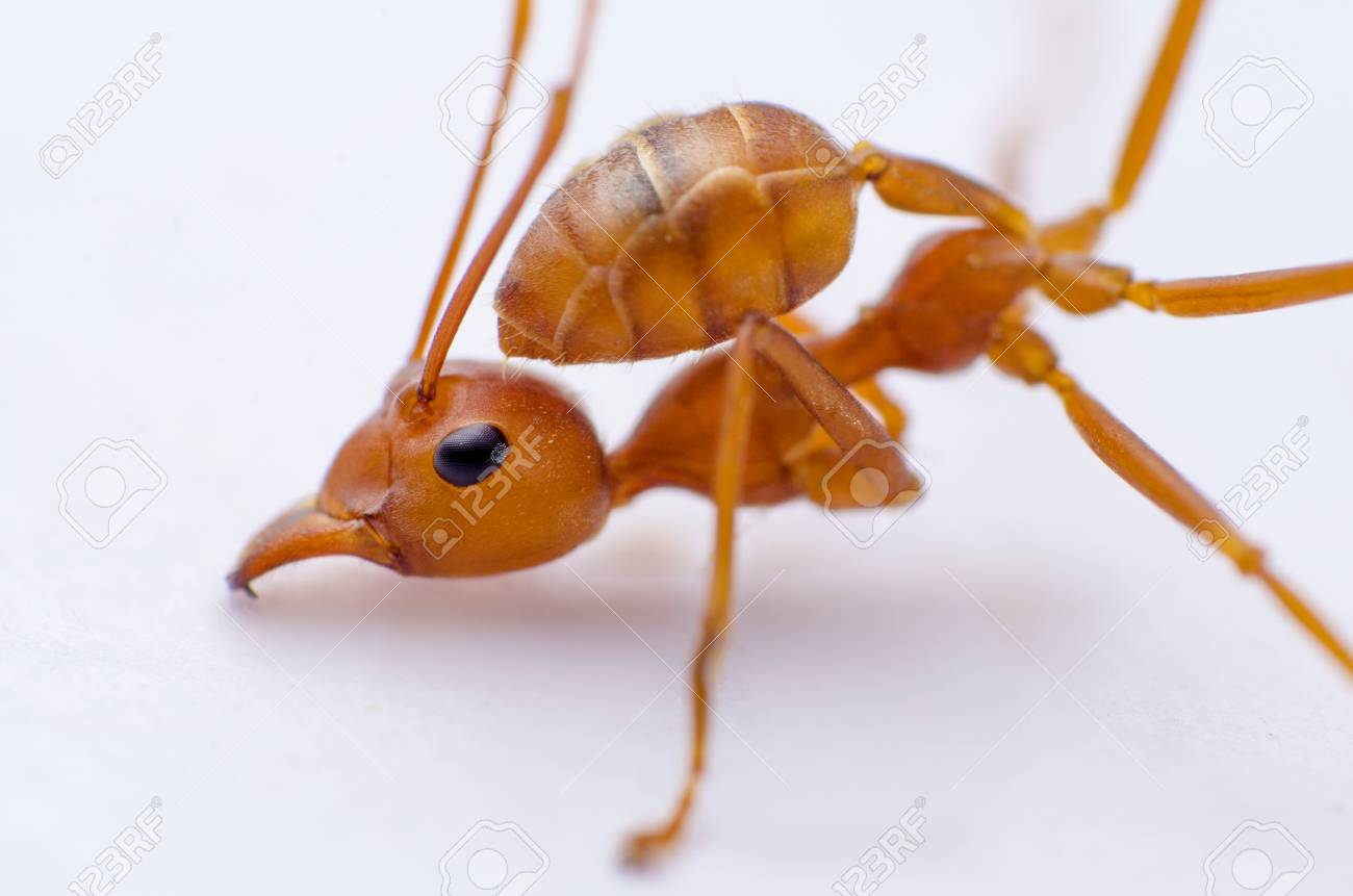 ant face full frame stock photo picture and royalty free image