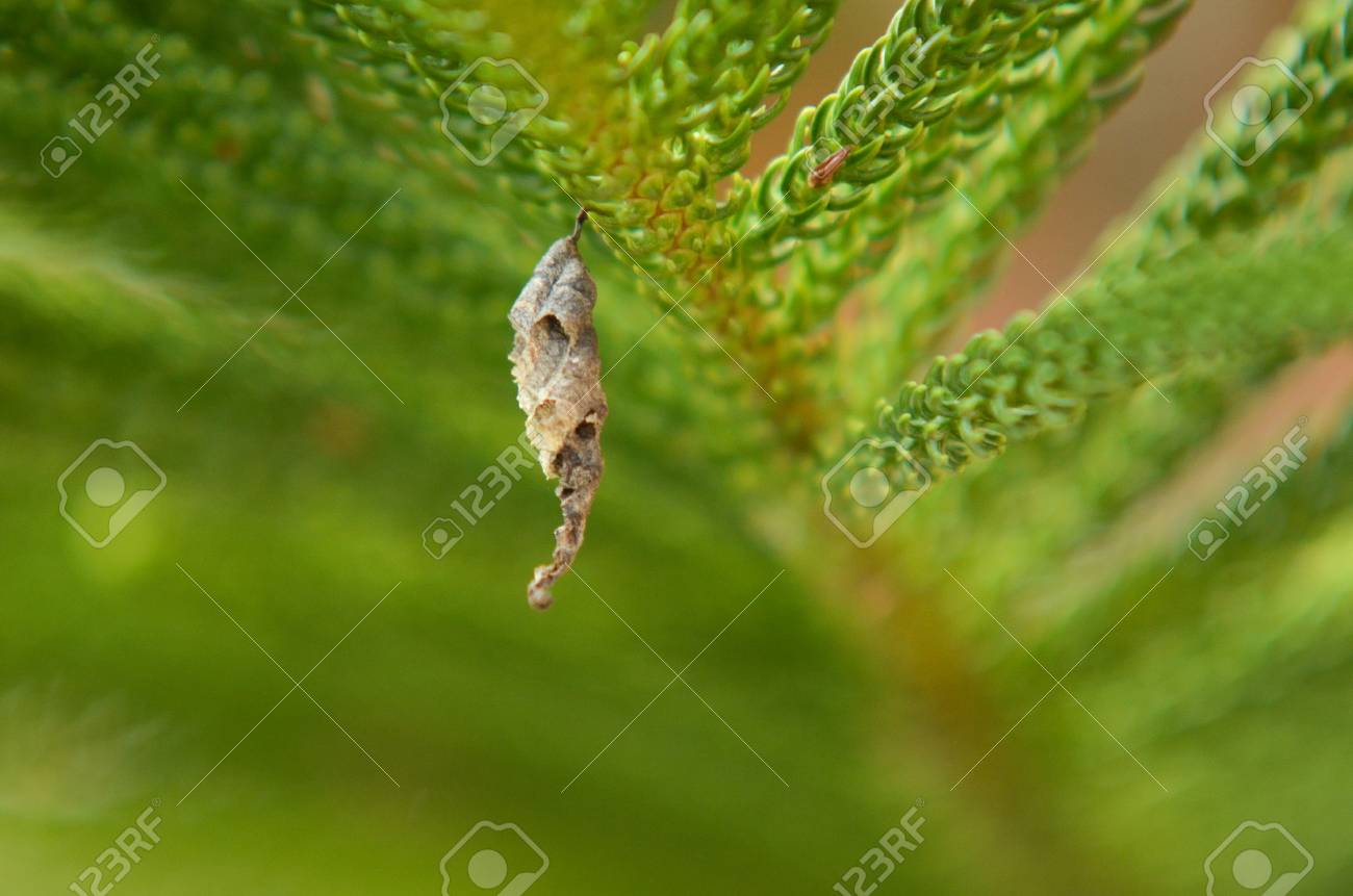 wasp nest on tree shallow depth of field only slight part is wasp nest in trees
