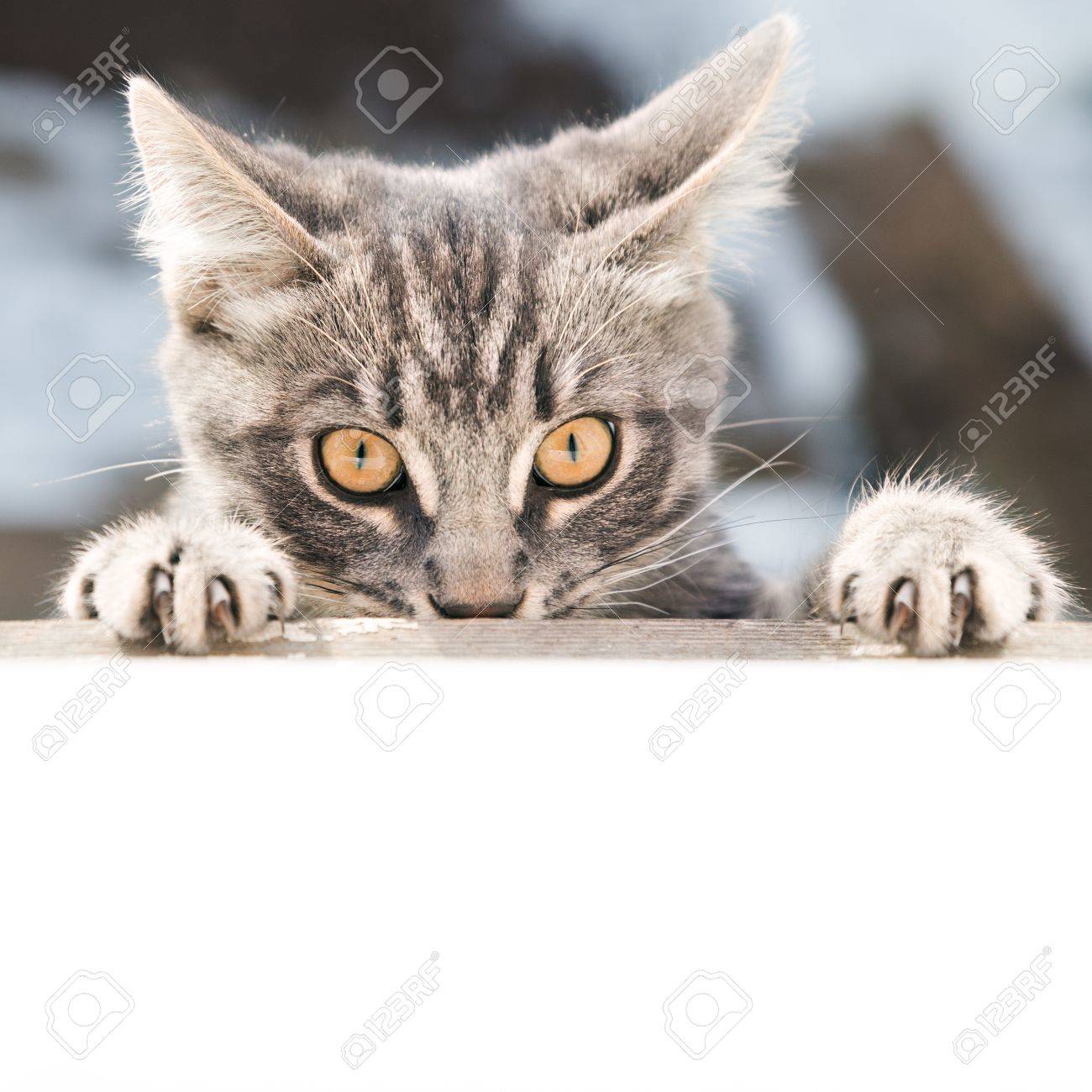 Le Chat Offense Avec Un Coupable Regarde De Pres Banque D Images Et Photos Libres De Droits Image Le Chat Offense Avec Un Coupable Regarde De Pres Banque D Images Et Photos Libres De Droits Image