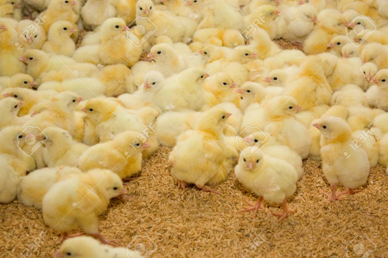 Lots Of Chicks