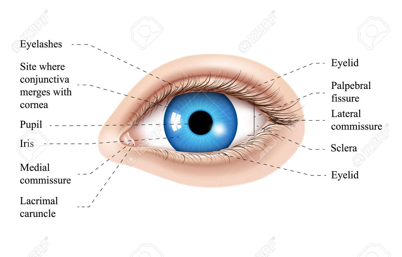 Eye labeled diagram best sale
