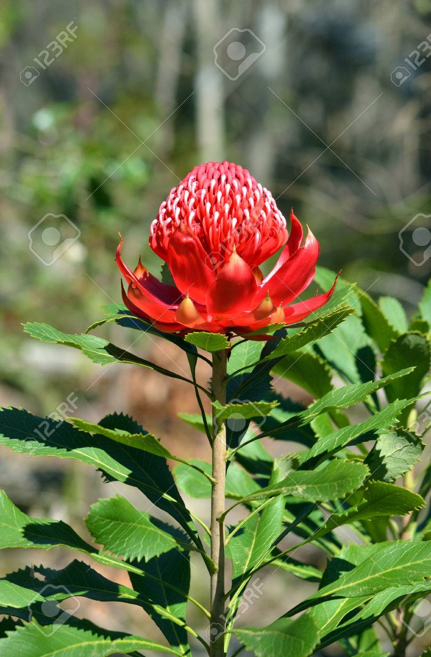 ネイティブ オーストラリアのプロテア シドニー ブッシュで明るい日光の下でワラタ Telopea Speciosissima の赤い花の頭 ニュー サウス ウェールズ州の花の紋章 の写真素材 画像素材 Image