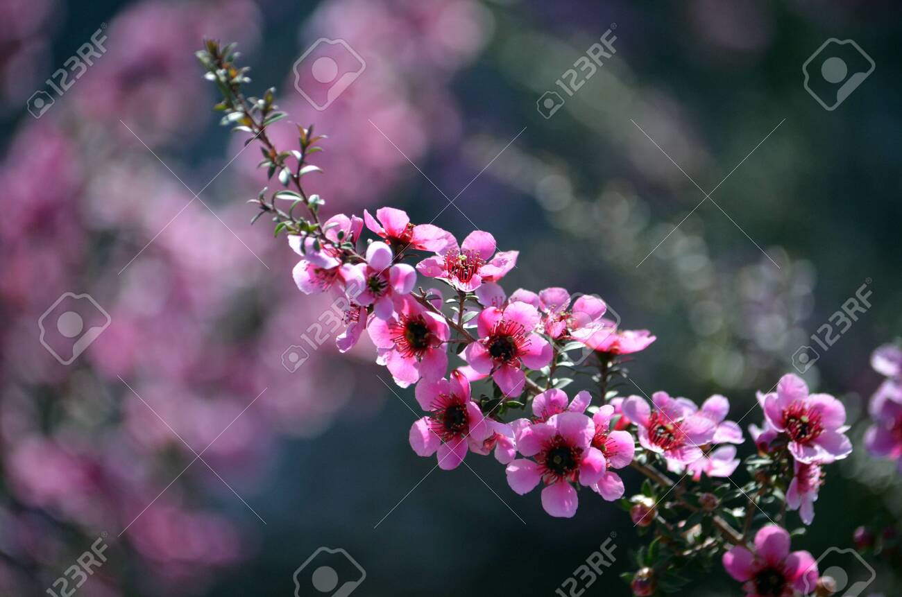 Beautiful Australian Native Pink Tea Tree Flowers, Leptospermum Family Myrtaceae. Endemic To South Eastern Australia In NSW, Victoria And Tasmania. Stock Photo, Picture And Royalty Free Image. Image 132589490.