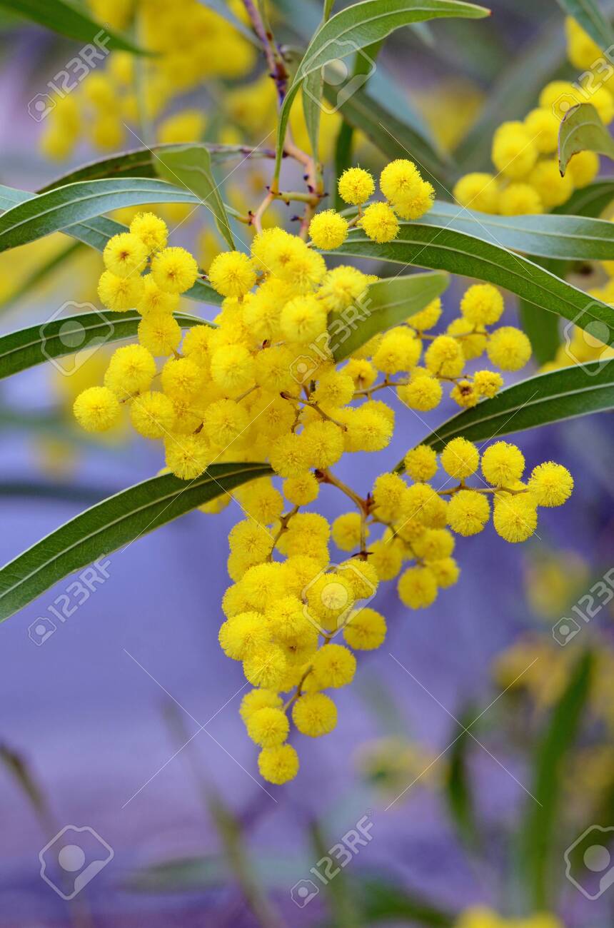 Flowers And Leaves Of The Australian Native Zig Zag Wattle Acacia Stock Photo Picture And Royalty Free Image Image Flowers And Leaves Of The Australian Native Zig Zag Wattle Acacia Stock Photo Picture And Royalty Free Image Image