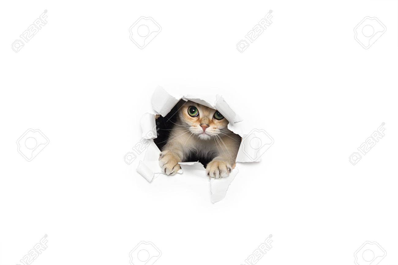 白い背景で隔離の破れた紙切れを覗く面白い猫 の写真素材 画像素材 Image 白い背景で隔離の破れた紙切れを覗く面白い猫 の写真素材 画像素材 Image