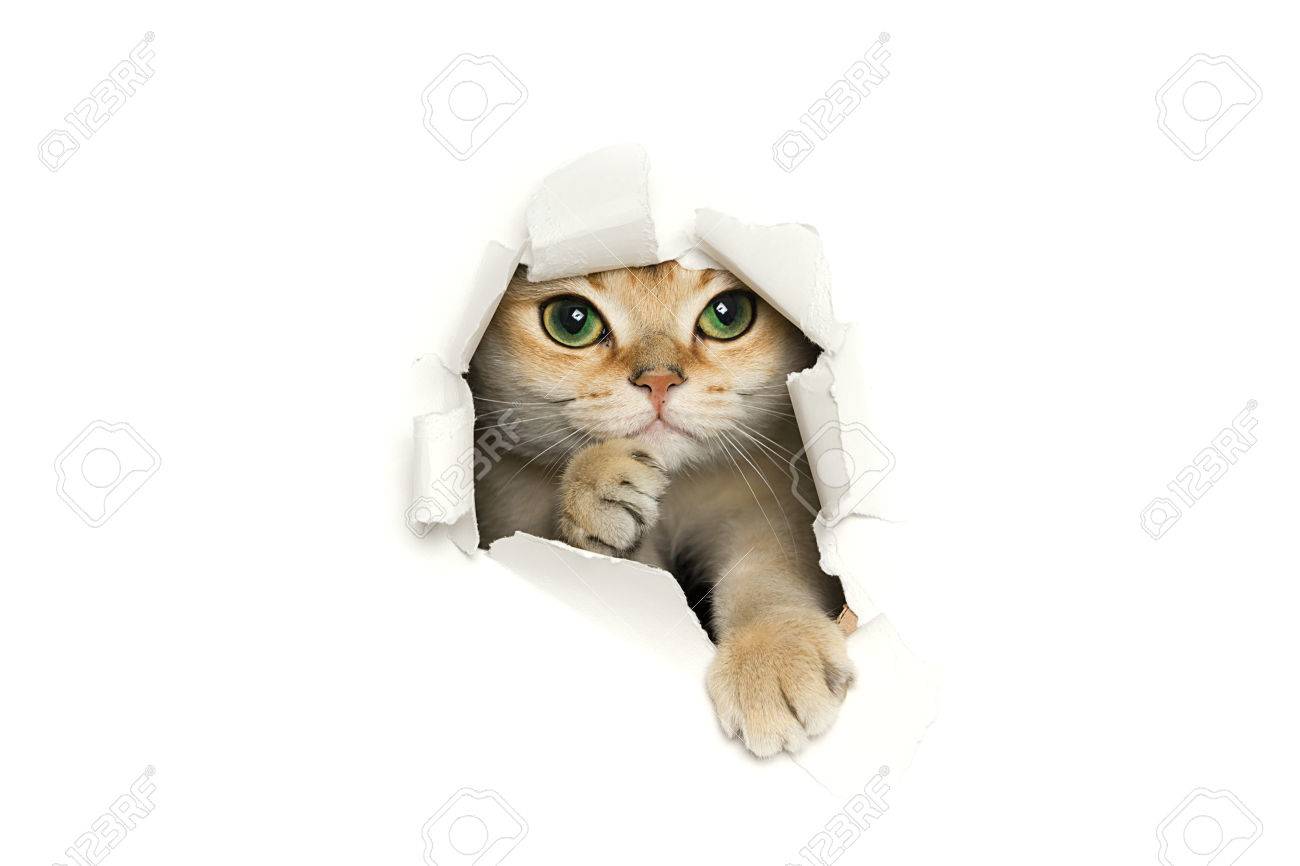 白い背景で隔離の破れた紙切れを覗く面白い猫 の写真素材・画像素材 