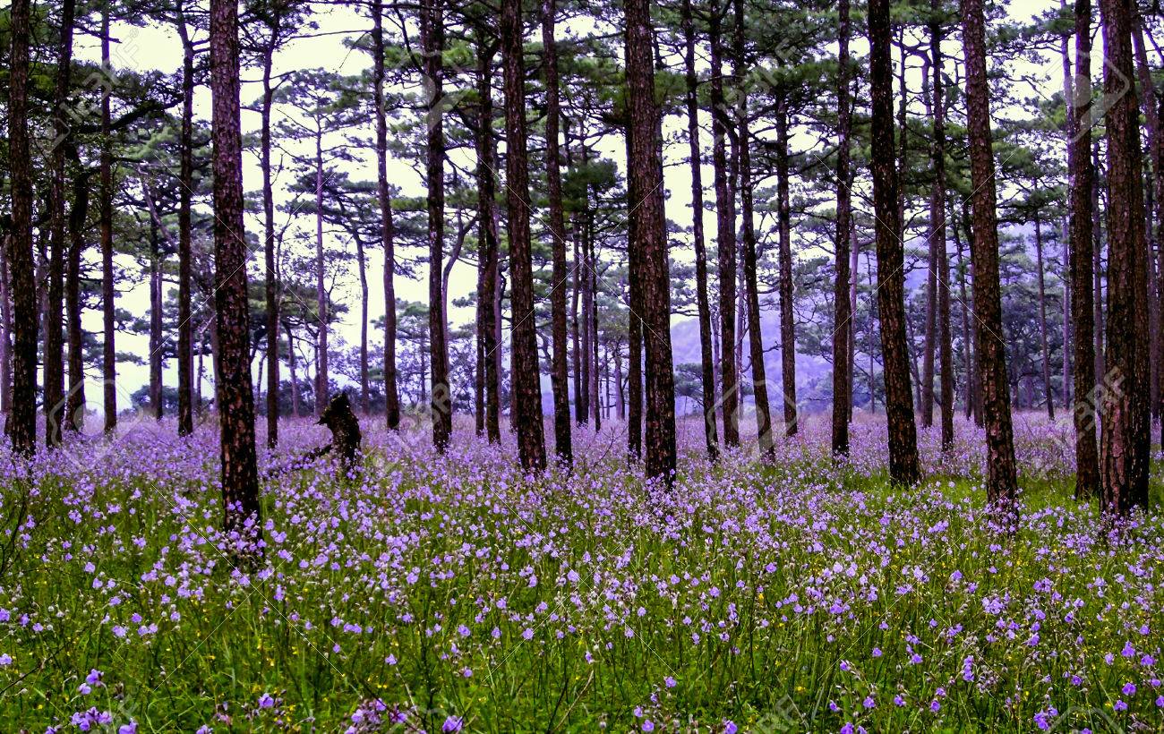 Flowers Fields In Pine Forest Stock Photo, Picture and Royalty Free Image.  Image 27516013., image size:1300x820