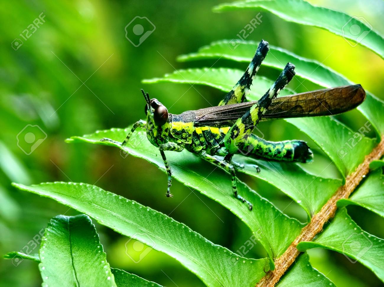 etiam-dictum-ipsum-a-felis