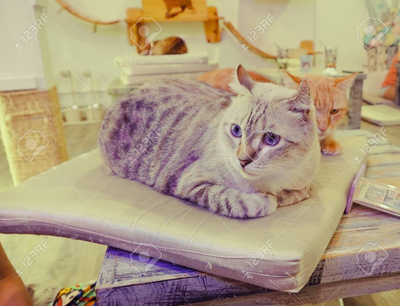 cheveux à la chatte