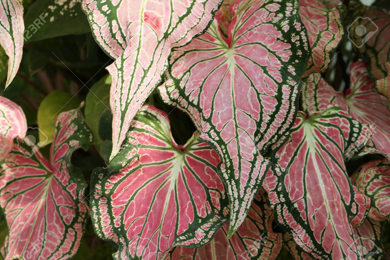 Colorful Pink Leaves Of Dumb Cane Exotica Background Pattern Stock Photo Picture And Royalty Free Image Image 93485895