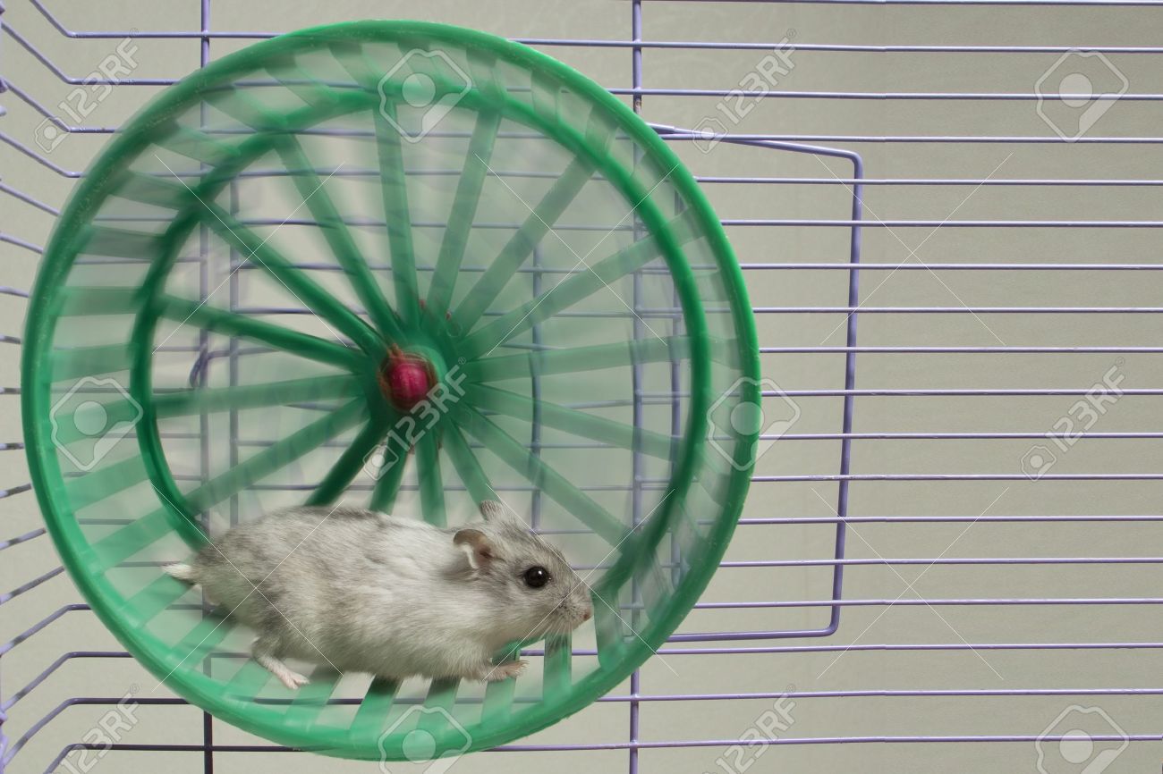 Download Hamster im rad Desktop Wallpaper Free