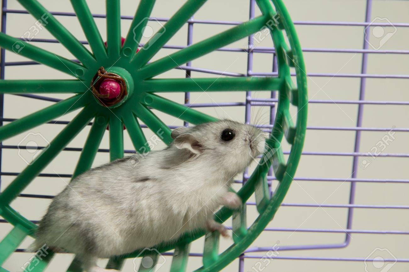 Get Hamster im rad For Free