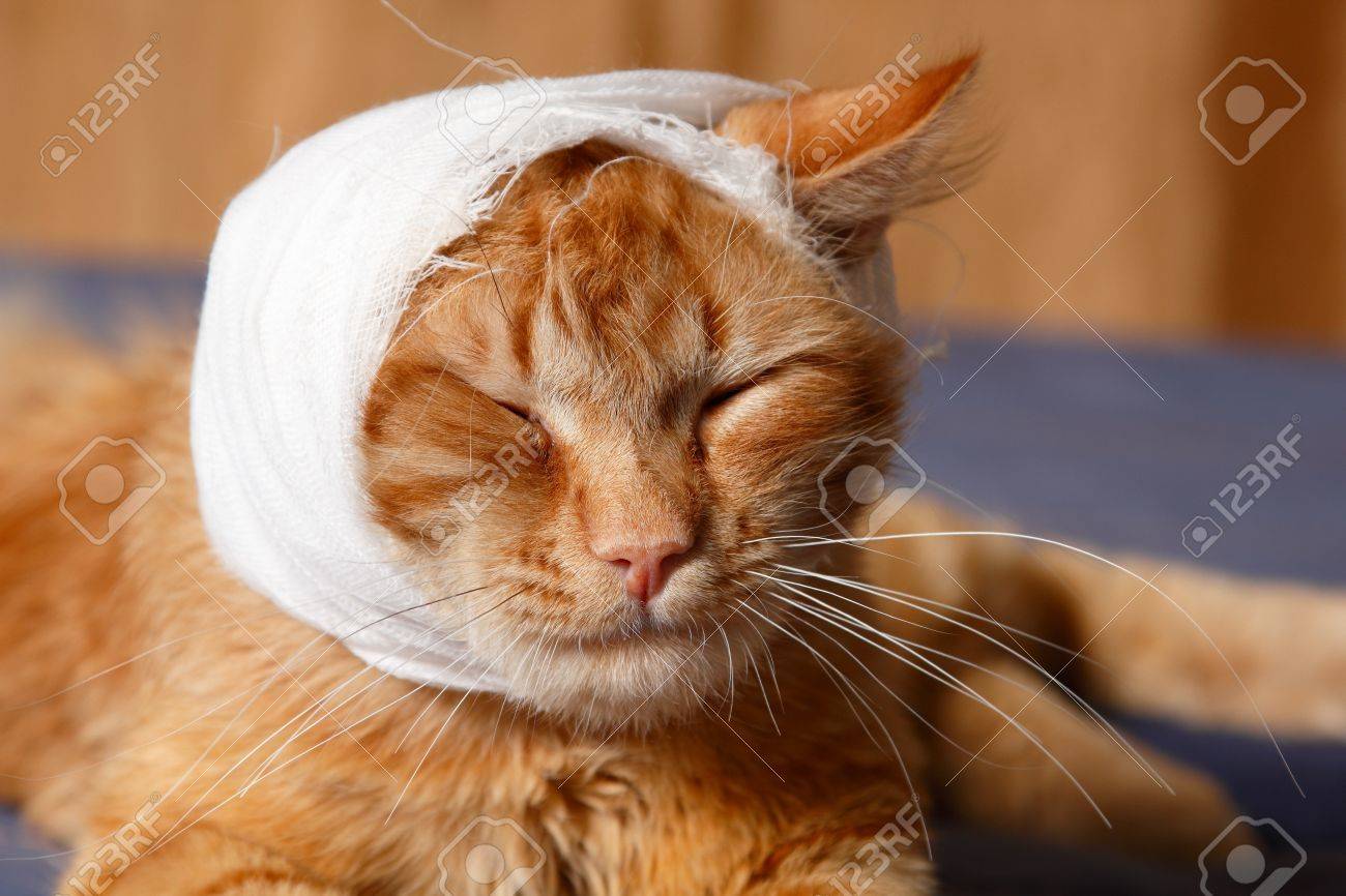 Cat Ear Ache With Bandage At Home Stock Photo Picture And Royalty Free Image Image 13786163