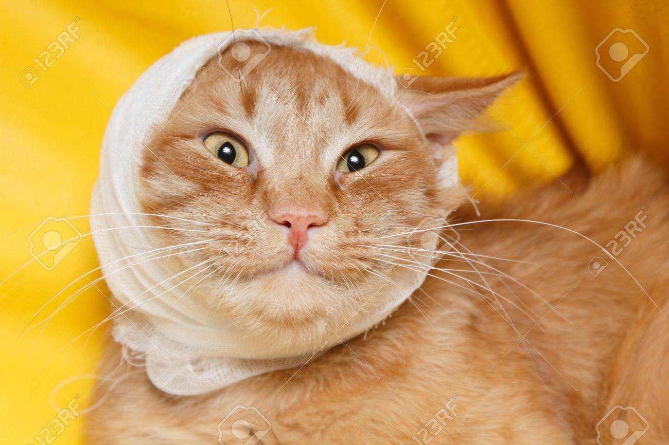 cat bandage