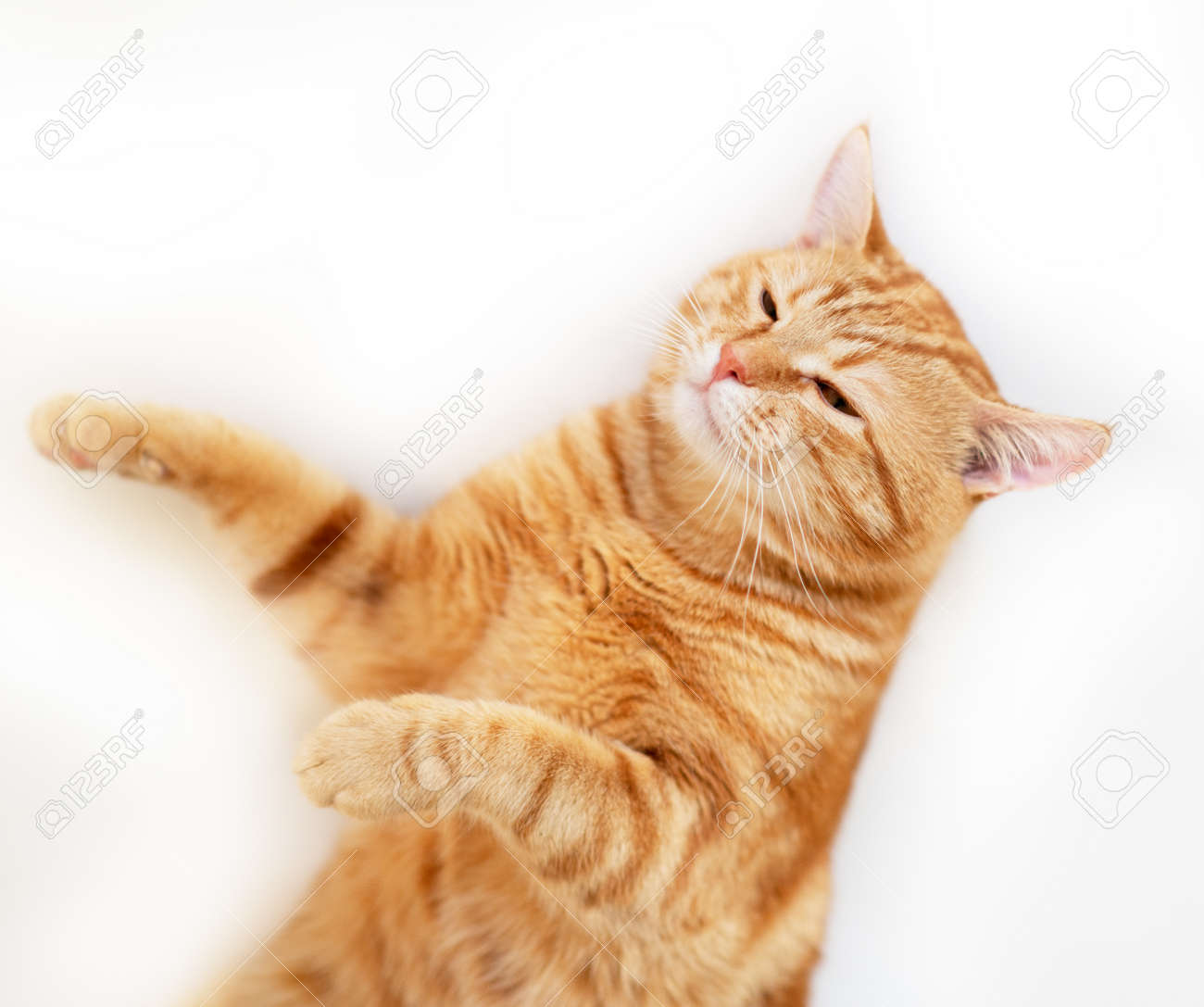etiam-dictum-ipsum-a-felis