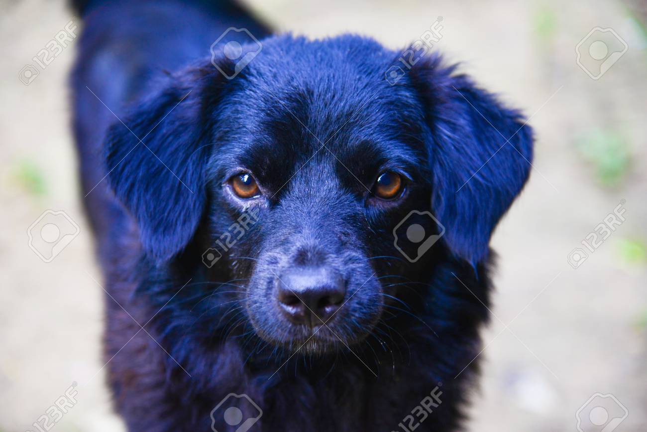 yellow lab greyhound mix