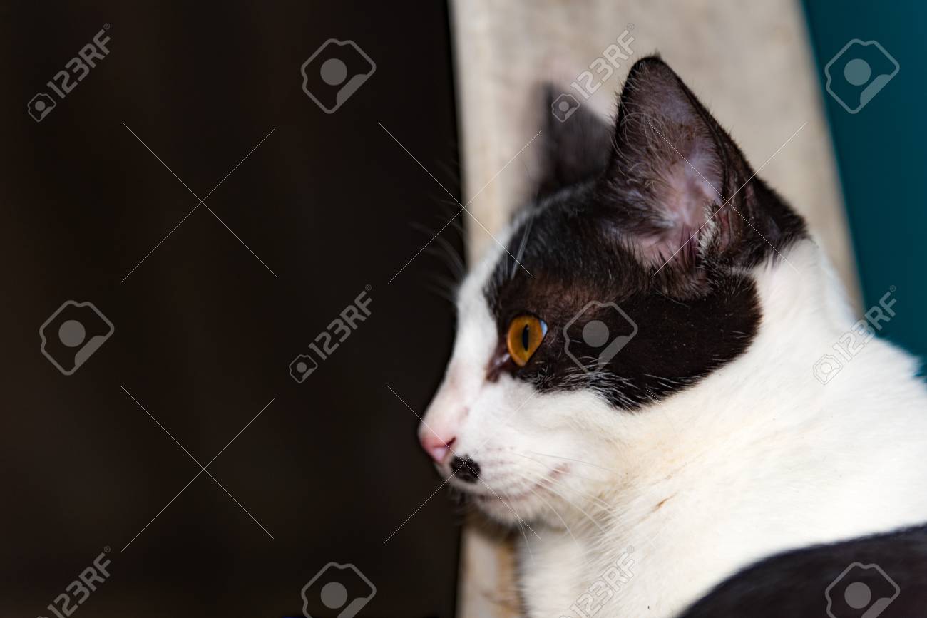 黒と白猫黒猫の選択と集中をすぐに椅子猫の眠っています タイ の写真素材 画像素材 Image
