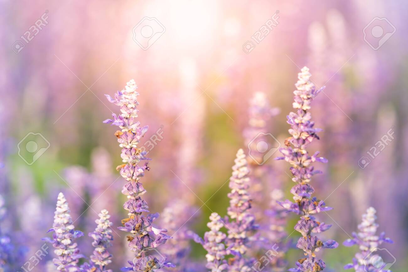 Light Purple Artificial Cosmos Flowers | silkfloras.com – Silkfloras, image size:1300x867