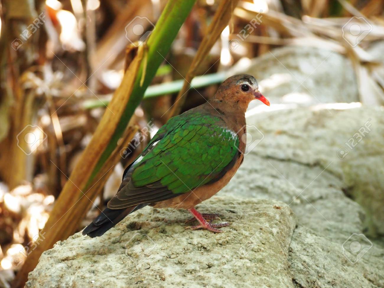 etiam-dictum-ipsum-a-felis