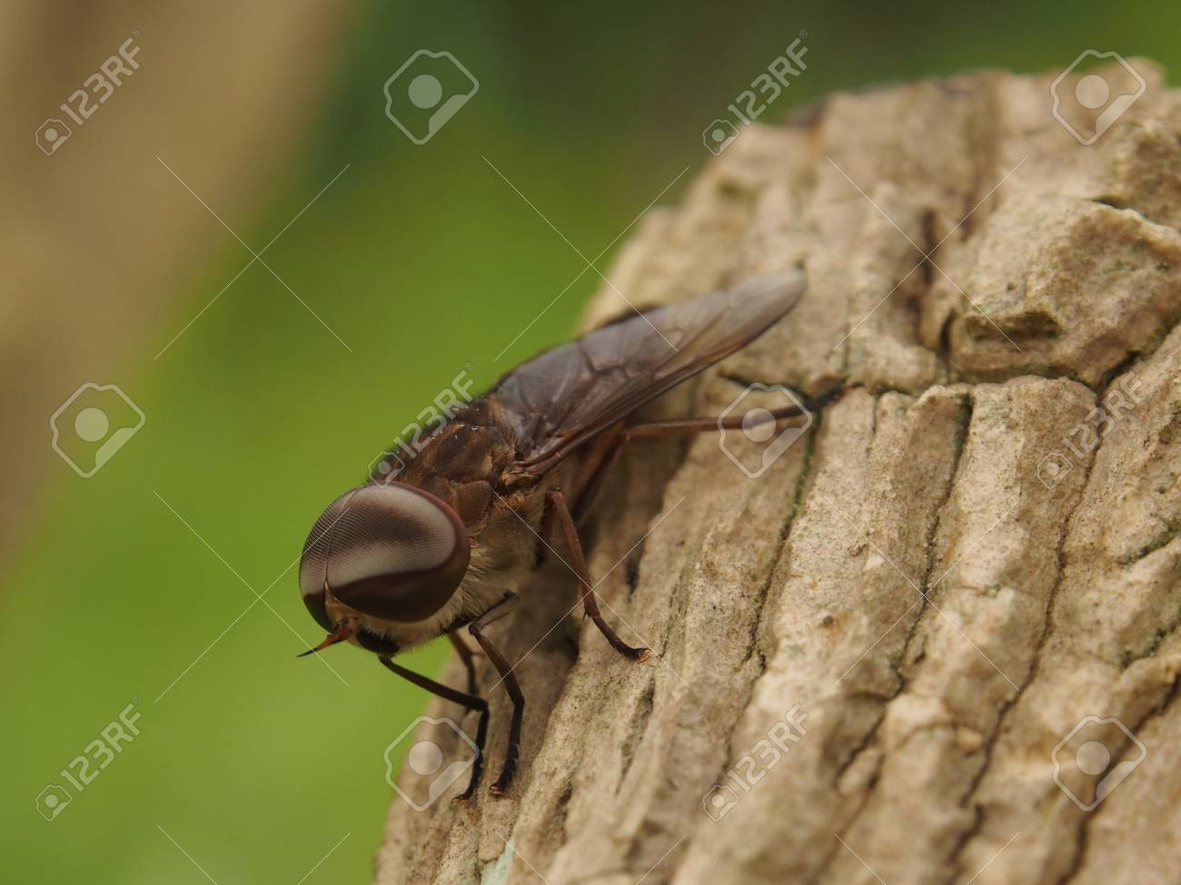 etiam-dictum-ipsum-a-felis