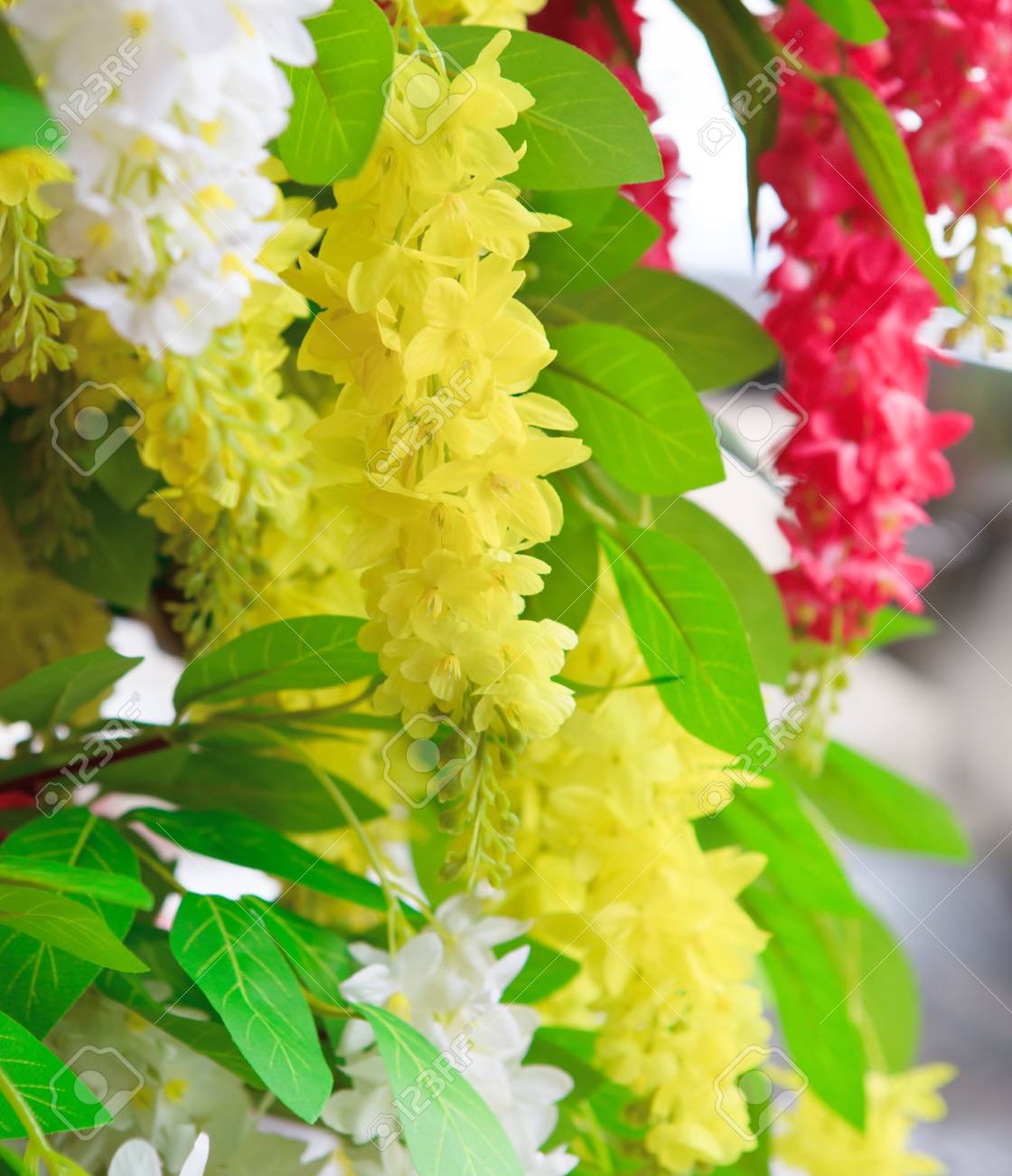 黄色い花の咲くと緑の葉 の写真素材 画像素材 Image 黄色い花の咲くと緑の葉 の写真素材 画像素材 Image