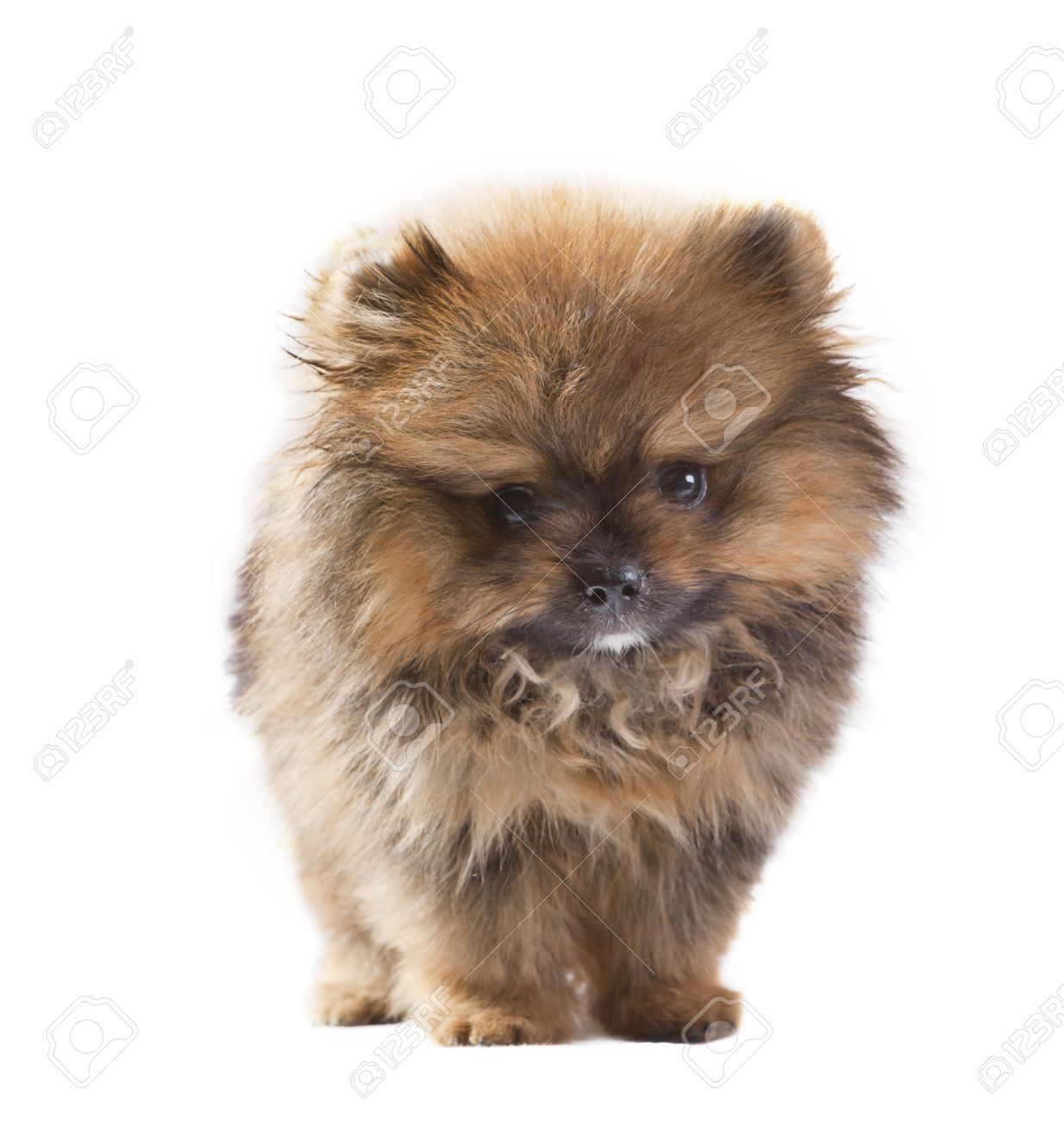 Bebe Del Perro Pomeranian Aislado Blanco En El Estudio Pack De Tiro Fotos Retratos Imagenes Y Fotografia De Archivo Libres De Derecho Image
