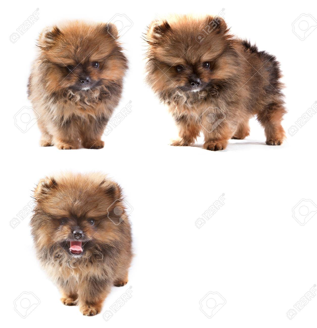 pomeranian cup