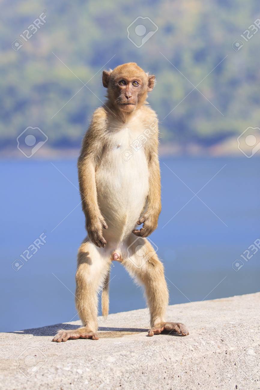 若い男性自然野生アカゲザル マカク猿に立っている青い背景の地面の