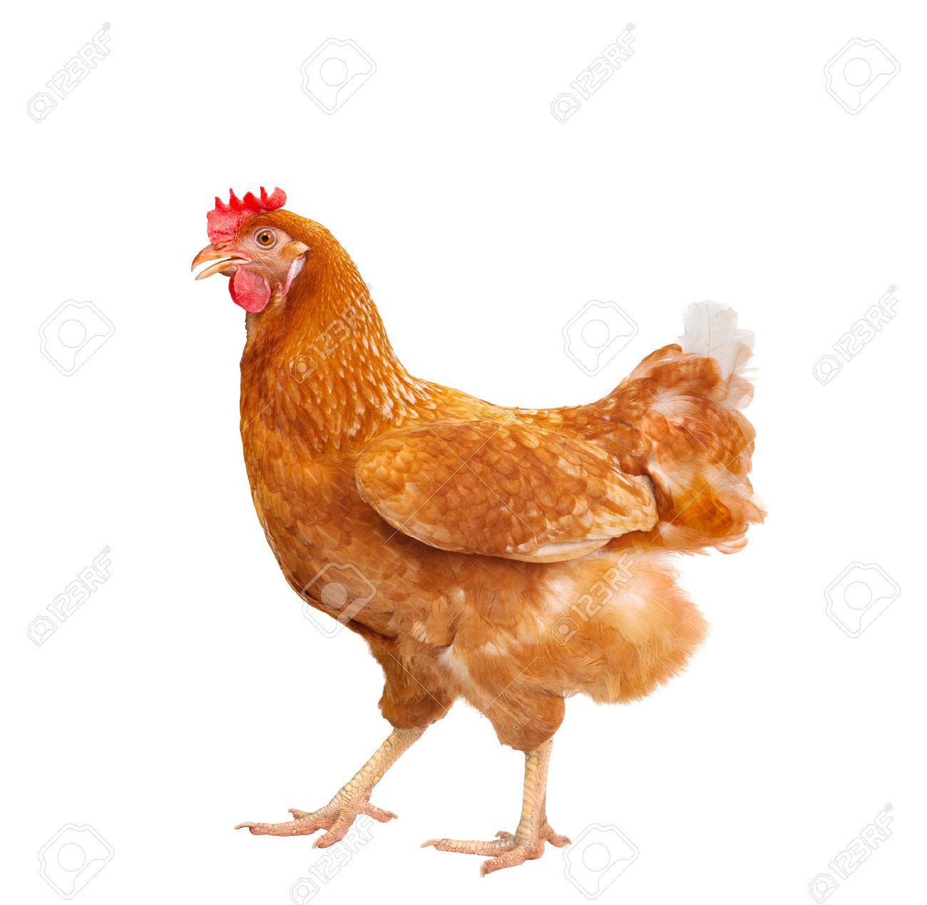 hen hen