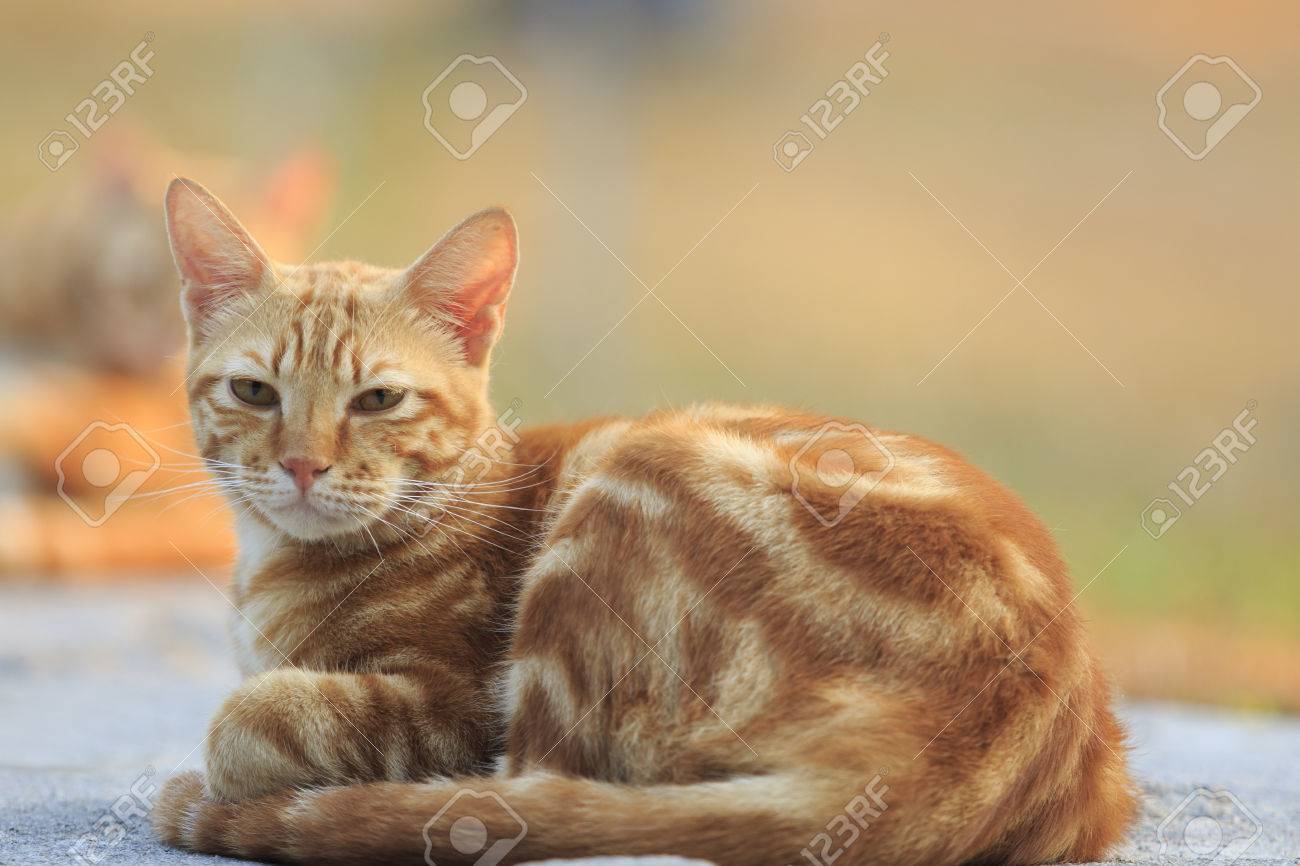 buy white golden retriever puppy