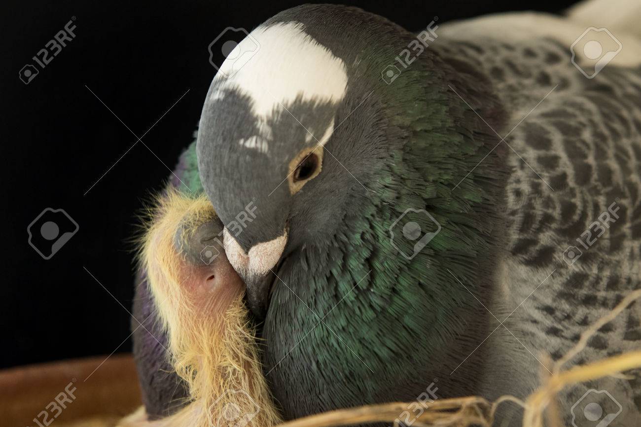 Close Up Pigeon Bird Feeding To New Baby In Home Loft Stock Photo Picture And Royalty Free Image Image