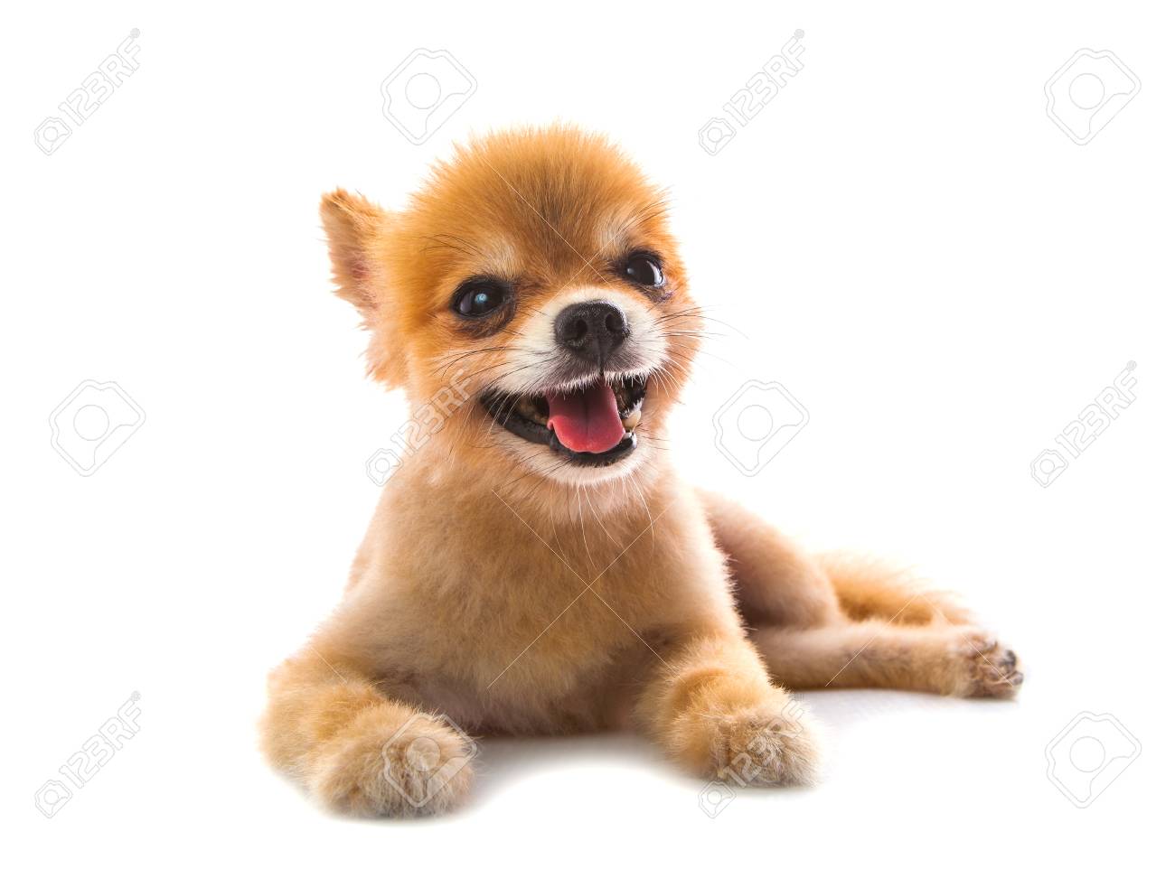 full pomeranian