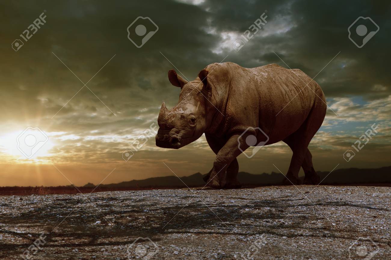 african rhinos walking on dirt field against beautiful sun set sky - 90500043 african rhinos walking on dirt field against beautiful sun set sky - 90500043