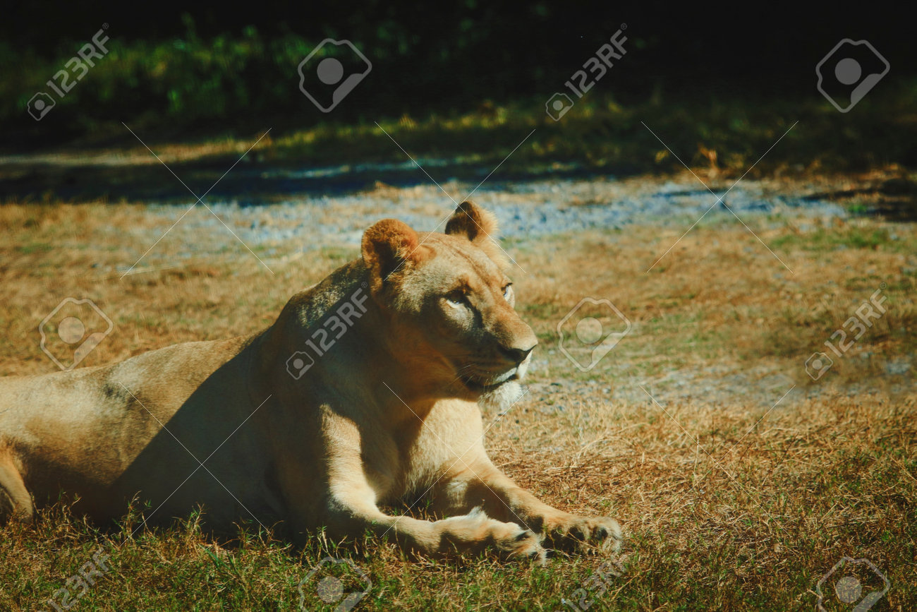 etiam-dictum-ipsum-a-felis